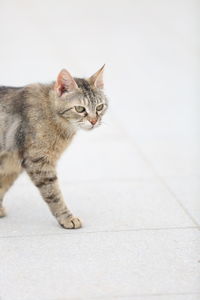 Abyssinian cat in the sun travel shooting in side, turkey by bjoern seisselberg 2021, 