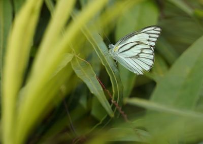 Close-up of butterfly on leaf