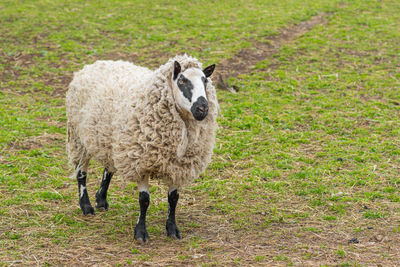 Kerry hill sheep, is a breed of domestic sheep originating in the county of powys in wales