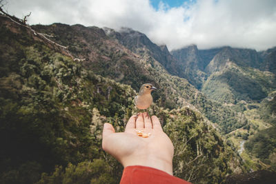 Madeiran chaffinch has flown to man hand for food. fringilla coelebs maderensis. madeira, portugal.