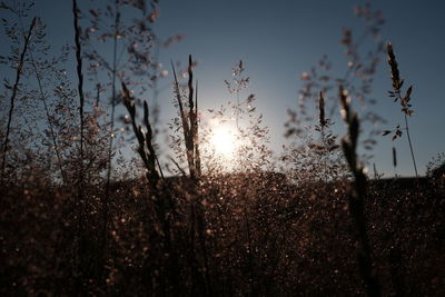 Close-up of plants growing on field against sky