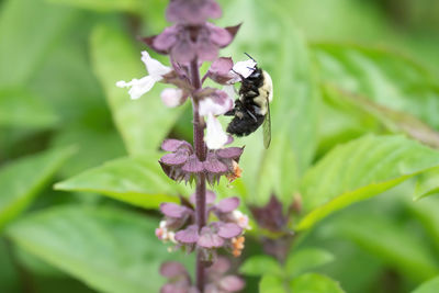 Anthophorini bee are a large tribe in the subfamily apinae 