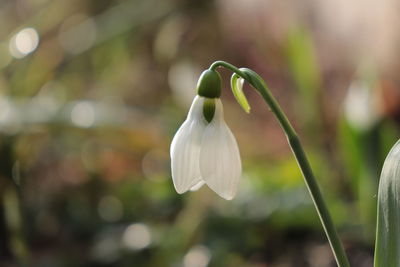 Close-up of white flowering plant