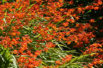 Red leaves on tree trunk