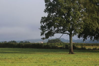 Trees on field against sky