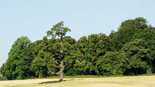 Trees growing on field against sky