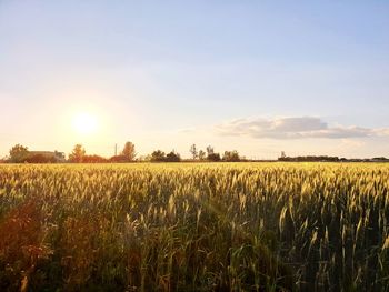 Scenic view of field against sky