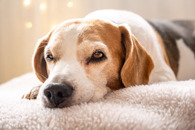 pet