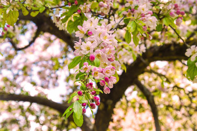 Low angle view of pink cherry blossoms in spring