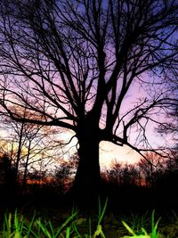Bare trees on field at sunset