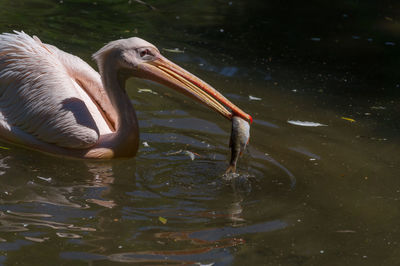 Close-up of pelican holding fish in beak at lake