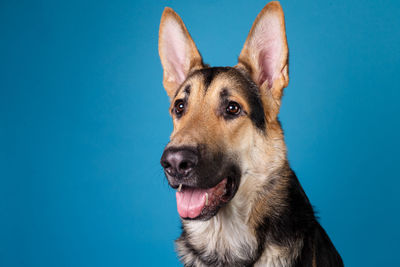 Close-up portrait of a dog over blue background