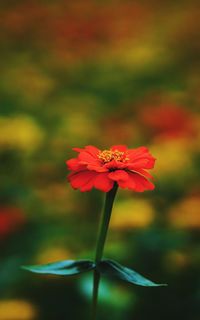 Close-up of red flower on field