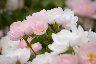 Close-up of white cherry blossom