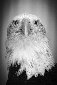 Close-up portrait of eagle