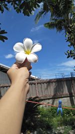 Midsection of person holding flowering plant against sky
