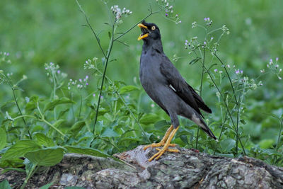 Bird perching on a rock