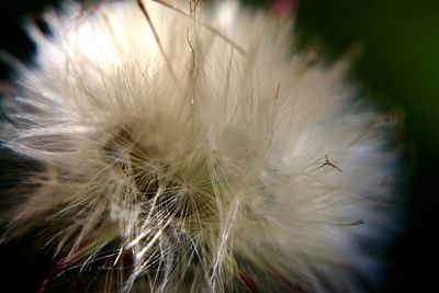 Close-up of dandelion against blurred background