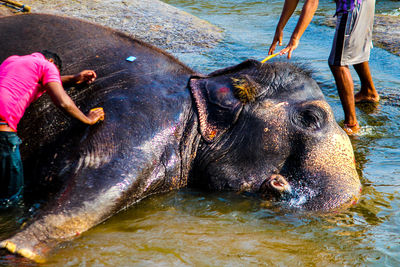 Elephant being bathed in water
