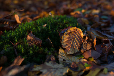 Close-up of dry leaf
