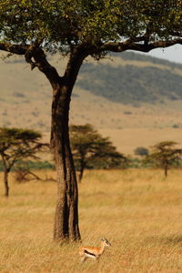 Dead tree on field