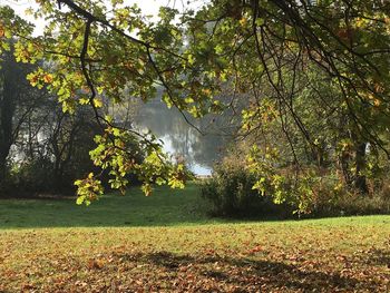Trees on field in forest during autumn