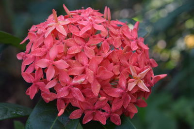 Close-up of pink flowers