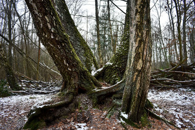 View of bare tree in forest