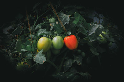 Close-up of apples on plant