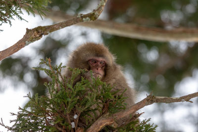 Monkey looking away while sitting on tree branch
