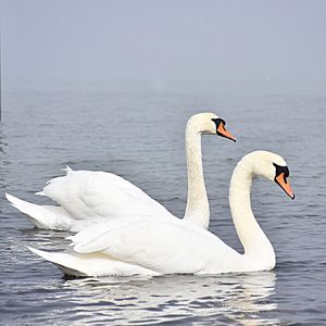 Close-up of swan swimming in lake