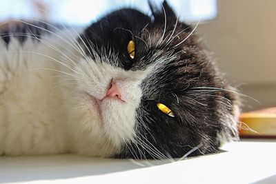 Close-up portrait of a cat