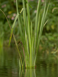 Close-up of grass by lake