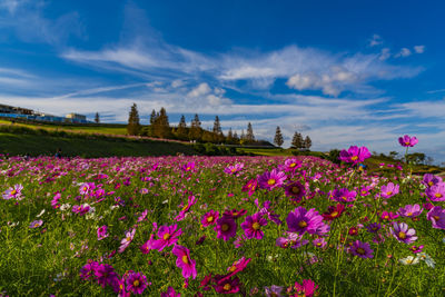 Awaji hanajiji cosmos field