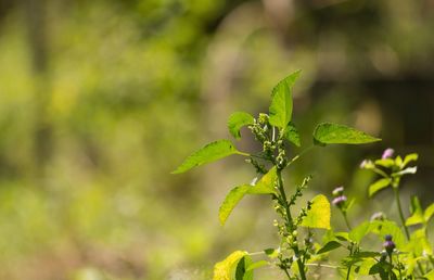 Close-up of fresh green leaves