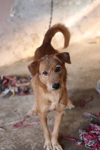 High angle portrait of dog standing on land