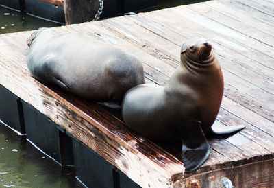 High angle view of sea lion in water