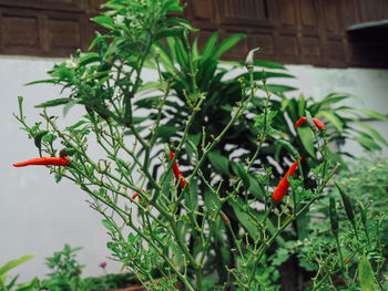 View of red flowering plant