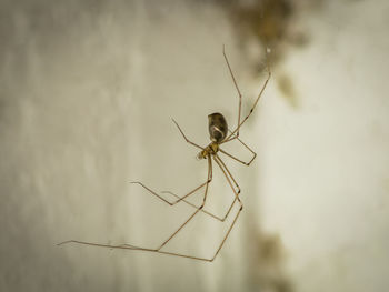 Close-up of insect