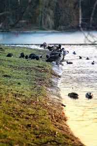 Ducks in a lake