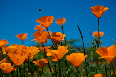 Close-up of fresh yellow flowers blooming in field