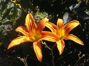 Close-up of day lily blooming outdoors