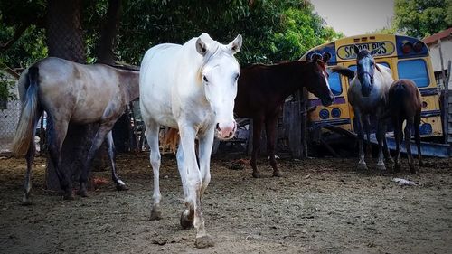 Cows on field