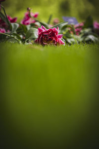 Close-up of pink flowering plant