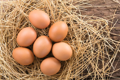 High angle view of eggs in nest