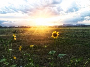 Scenic view of grassy field against sky during sunset