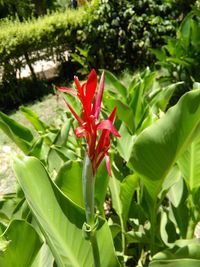 Close-up of red flowers blooming outdoors