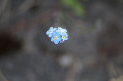 Close-up of white flowers blooming outdoors