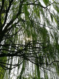 Low angle view of tree against sky