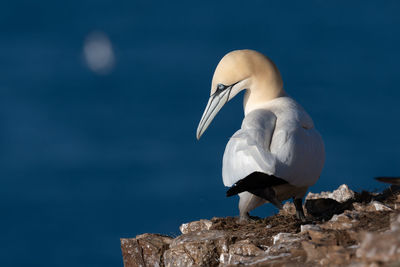 View of bird perching on rock